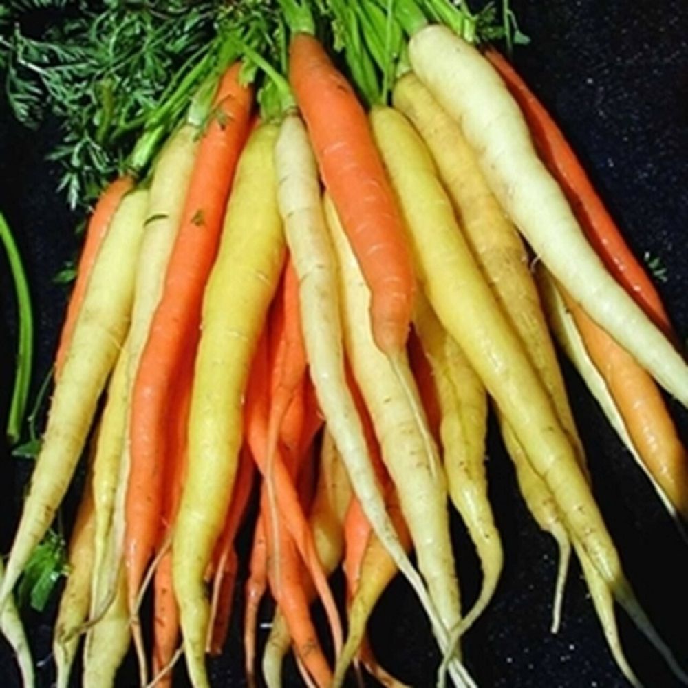 Carrot Rainbow F1